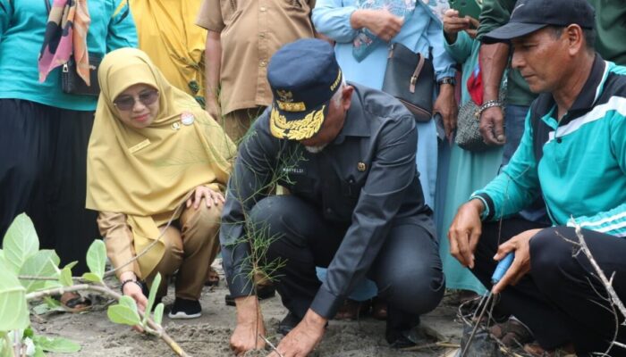 1.400 Bibit Pohon Cemara Laut Ditanam di Pantai Nagari Nyiur Melambai Pesisir Selatan