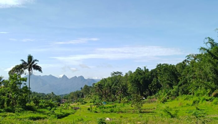 Irigasi Jebol Pasca Bencana 2018 Tak Kunjung Diperbaiki, Lahan Pertanian Warga Tanjung Bonai Ditumbuhi Semak Belukar