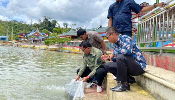 Bantuan Pokir Anggota DPRD Sumbar, Bibit Ikan 125 Ribu Dilepas di Perikanan Peridon Aek Nabirong