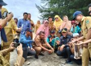 DKP Sumbar Terus Geber Penanaman Cemara Laut di Tujuh Wilayah Pesisir Sumbar