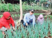 Antisipasi Kemiskinan dan Tekan Inflasi, Kelurahan Napar Maksimalkan Tanaman Pangan Cepat Panen