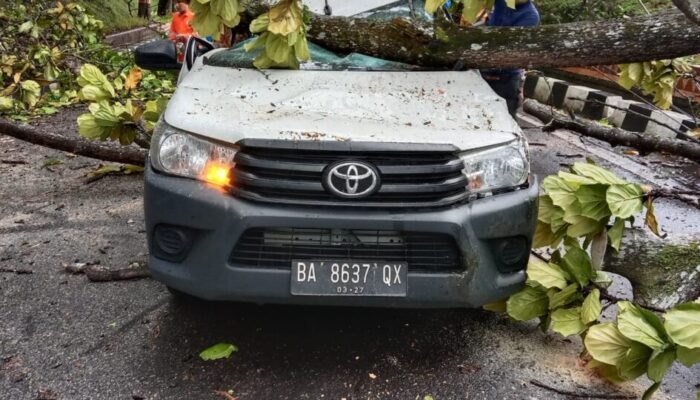 Satu Unit Mobil Pick Up Remuk Ditimpa Pohon Tumbang di Bukit Ambacang, Sopir Dilarikan ke RSAM Bukittinggi