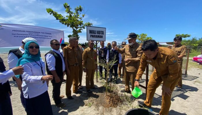 Penghijauan Tahun Lalu Sukses, PLN Kembali Hijaukan Pantai Maruf Amin Pariaman dengan 750 Bibit Ketapang Kencana