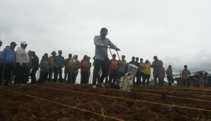 Ribuan Hektare Lahan Masih Kosong, Solok Selatan Siap Jadi Daerah Penghasil Sorgum