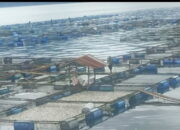 Ratusan Ton Ikan Mati di Danau Maninjau