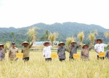 Pemkab Solok Selatan Salurkan 3,7 Ton Bibit Padi Organik kepada Petani