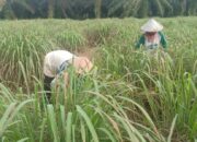 Cerita Inspiratif Wali Nagari Sungai Duo Sitiung Dharmasraya: Berawal Manfaatkan Lahan Bekas Karet, Kini Jadi Produktif Penghasil Minyak Serai Wangi