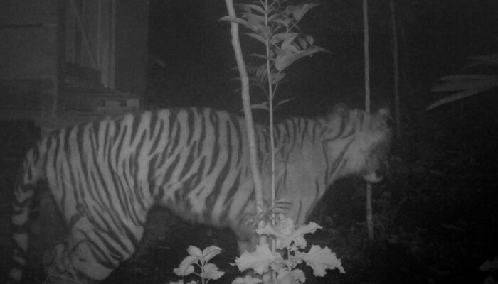 Harimau Sumatra Terekam Jelas di Palupuh Agam, BKSDA Lakukan Pengusiran