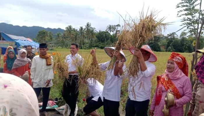 Hasil Panen Luar Biasa, Nagari Ampalu Limapuluh Kota Sukses Ujicoba Padi Organik