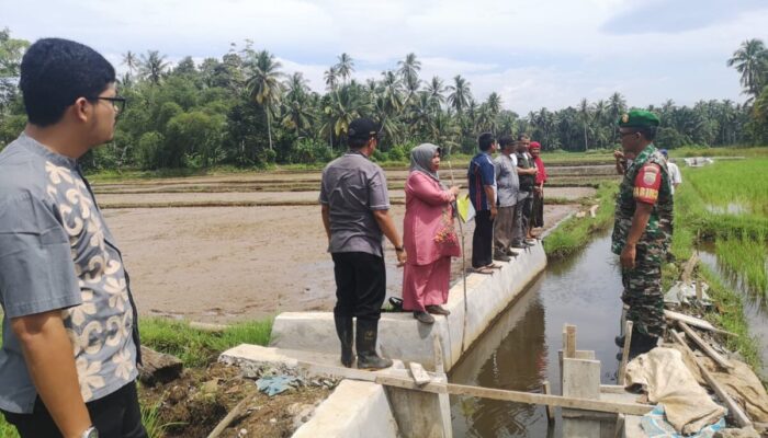 Sumber Air Sawah Petani Terjawab, Kini Kampung Dama Lareh Nan Panjang Selatan Miliki Irigasi Tersier