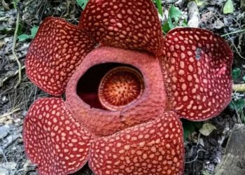 Hal yang Harus Diperhatikan Saat Melihat Bunga Rafflesia!