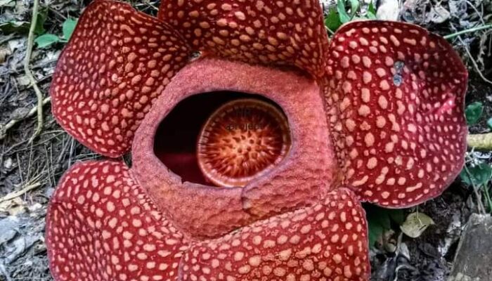 Hal yang Harus Diperhatikan Saat Melihat Bunga Rafflesia!