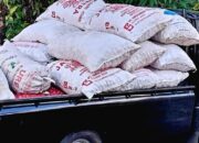 Harga Pinang Lacik Melonjak, Petani Nagari III Koto Aur Malintang Tersenyum