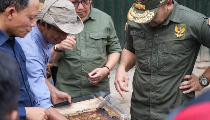 600 Bibit Pohon Jengkol Ditanam di Hutan Bonjol Pasaman