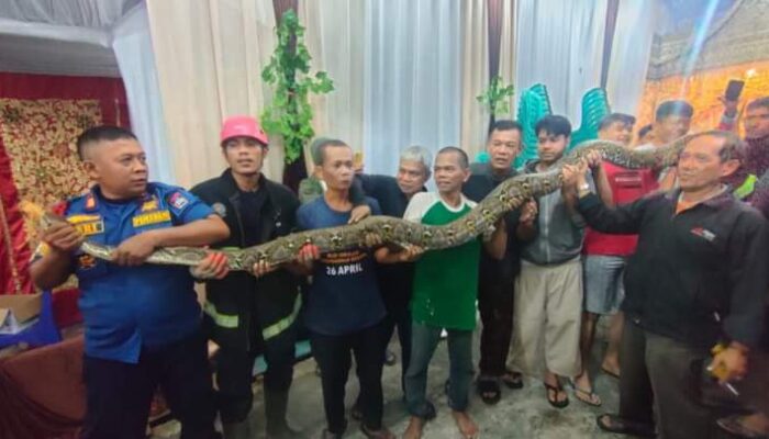 Hati-hati Selokan Tertutup Depan Rumah, Tempat Nyaman Bagi Si Piton!