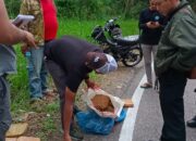 Beberapa Paket Besar Ganja Kering Berceceran di Jalan Raya Papuluh, Wali Nagari Minta Warga Aktif Melapor