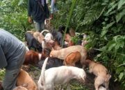 Babi Hutan Banyak Terkapar, Buru Alek Batipuh Ateh Sukses