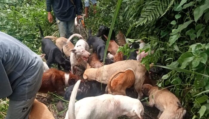 Babi Hutan Banyak Terkapar, Buru Alek Batipuh Ateh Sukses