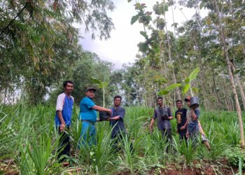 Bantu Warga Terdampak Pembangun Waduk, Bio Farma Kembangkan Budidaya Pisang di Sumedang