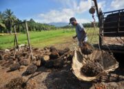 Tahun Ini, 500 Hektare Lahan Sawit di Solsel Bakal Diremajakan