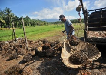 Tahun Ini, 500 Hektare Lahan Sawit di Solsel Bakal Diremajakan