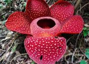 Mengenal Lebih Dekat Cagar Alam Batang Palupuh, Rumah Rafflesia Pertama di Sumbar