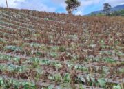 Keempat Kalinya di Januari, Pagi Tadi Gunung Kerinci Erupsi Lagi!