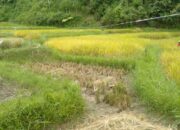 KWT Aia Malambuih Panen Padi Perdana di Tahun 2023