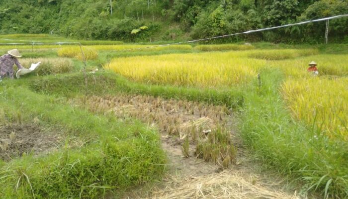 KWT Aia Malambuih Panen Padi Perdana di Tahun 2023