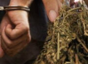 Polres Payakumbuh Ringkus TO Pengedar Ganja