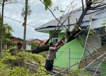 Pohon Tumbang Seret Kabel Listrik dan Timpa Atap Puskesmas Pembantu Bungo Pasang