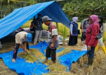 Produksi 2022 Meningkat, Sawahlunto Surplus Pangan