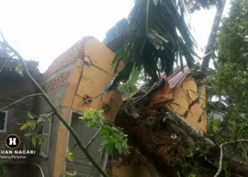 Hujan Badai di Padang Pariaman, Rumah Aswirjal Remuk Ditimpa Pohon Tumbang