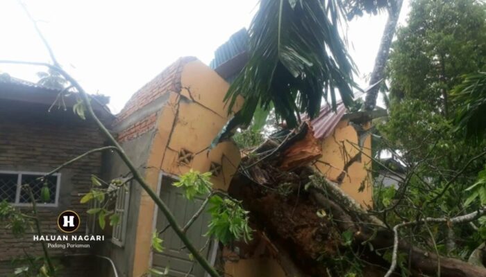 Hujan Badai di Padang Pariaman, Rumah Aswirjal Remuk Ditimpa Pohon Tumbang