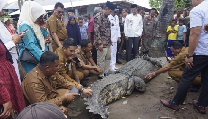 Masyarakat Nagari Katiagan Tangkap Buaya Sepanjang Lima Meter, Warga Tolak Dilepas di Pasaman Barat