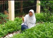 Pemkab Tanah Datar Minta Petani Siapkan Antisipasi Kegagalan Panen