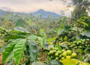 Paket Edukasi Kopi Solok Sirukam Jadi Andalan Potensi Ekonomi Desa Wisata Sirukam