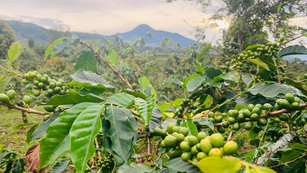 Kopi Sirukam