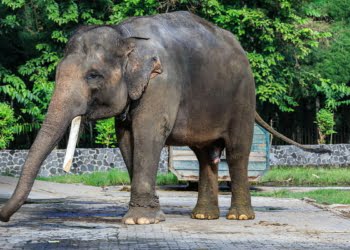 Lebih dari 43 Tahun Menghilang, Gajah Sumatera Kembali Terlihat di Hutan Sumbar