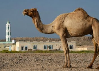 Eksekusi Mati Paling Banyak Diterapkan Pemerintah Arab Saudi