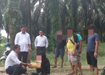 Diduga Pengedar Ganja, Dua Warga Pasbar Ditangkap