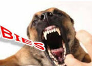 Tahun 2022, Kasus Rabies Turun di Kabupaten Agam