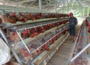 Nagari Aua Kuniang Wujudkan Ketahanan Pangan