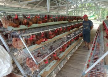 Nagari Aua Kuniang Wujudkan Ketahanan Pangan