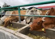 Tahun Ini, Dinas Pertanian Padang Targetkan 4.200 Kelahiran Anak Sapi