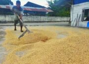 Dipengaruhi Permintaan Pasar, Produksi Beras di Gilingan Padi Payakumbuh Alami  Penurunan