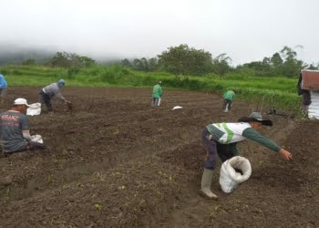 Persiapan Kebutuhan Sembako saat Idul Fitri, Keltan Tuah Sepakat Jorong Sikaladi Tanam Bawang Merah Unggul