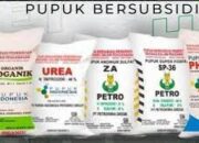 Kartu Tani Dinilai Kurang Efektif, Pembelian Pupuk Subsidi di Padang Kini Menggunakan KTP