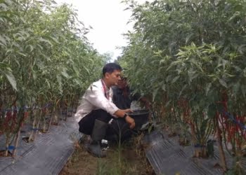 Panen Cabai, Inflasi Tertanggulangi