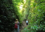 Tutupan Hutan Terus Berkurang, Pemerintah Klaim Pembalakan Liar Menurun